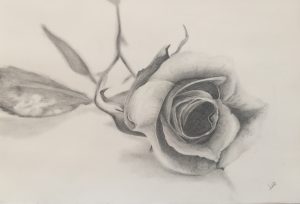 Gevallen roos gemaakt met potlood