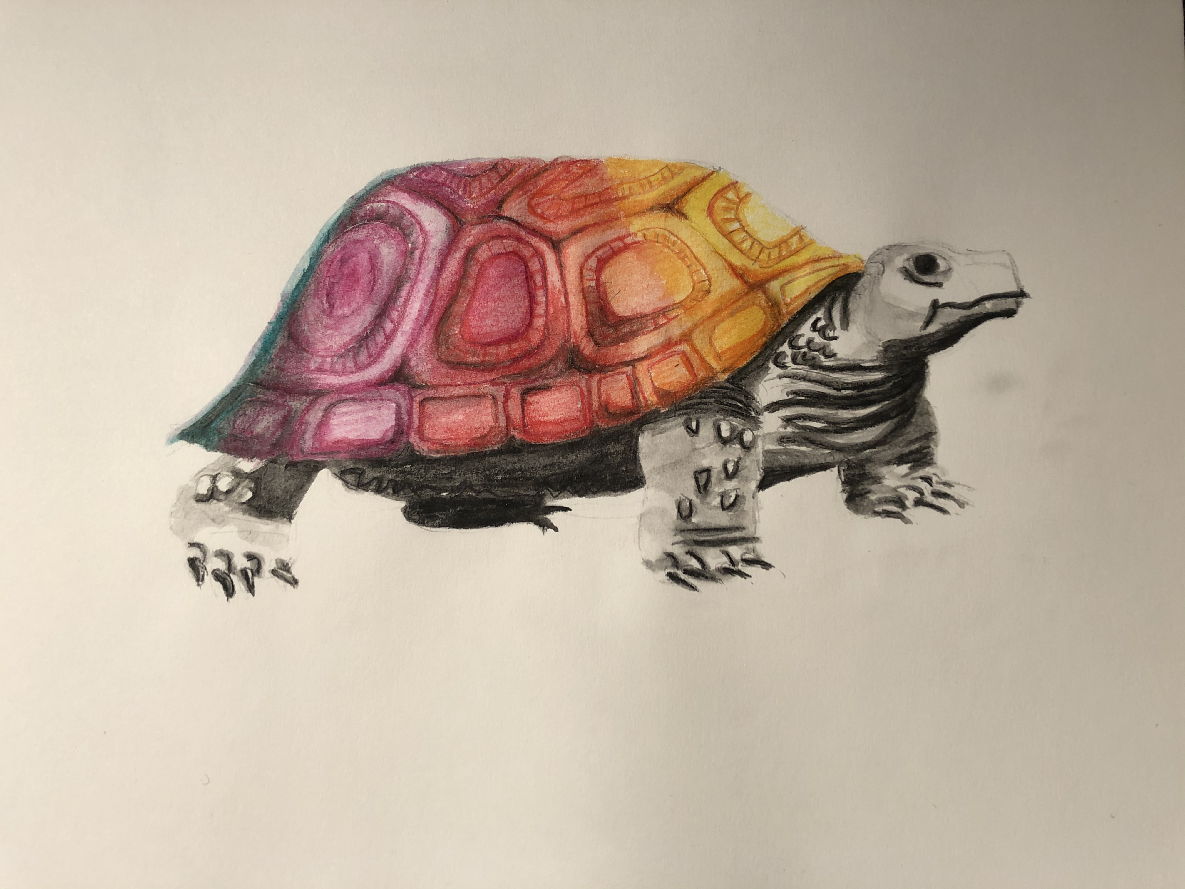 Dingen om te tekenen: Schildpad